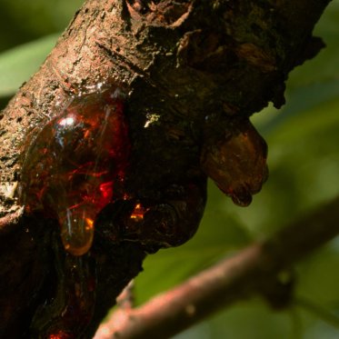 Træ, harpiks, røgelse