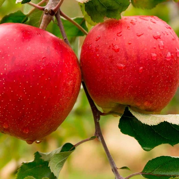 ble duftolie (apple fresh), koncentreret