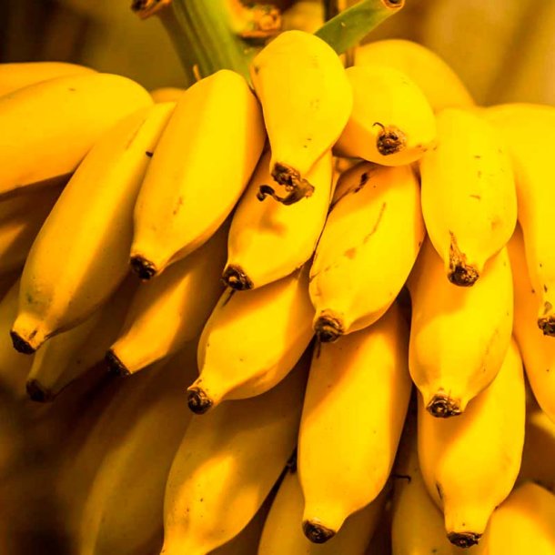 Banan duftolie (banana), koncentreret