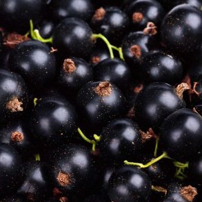 Solb�r duftolie (blackcurrant), koncentreret