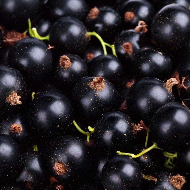 Solb�r duftolie (blackcurrant), koncentreret