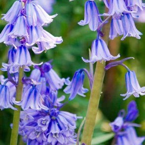 Klokkeblomst duftolie (bluebell), koncentreret