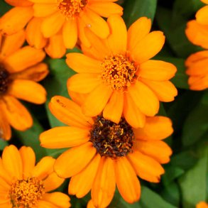 Morgenfrue duftolie (calendula), koncentreret