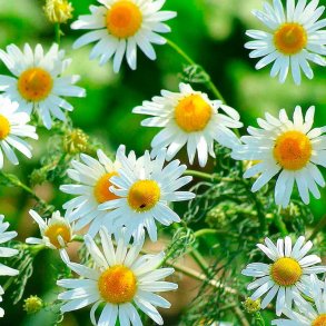 Kamille duftolie (chamomile), koncentreret