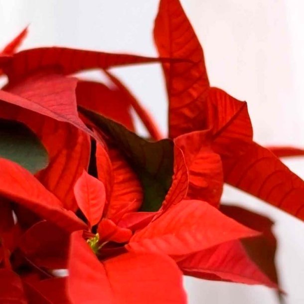 Julestjerne duftolie (christmas star), koncentreret