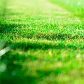 Nyklippet grs duftolie (cut grass), koncentreret