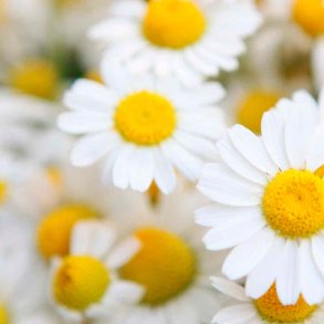 Marc Jacobs-inspireret duftolie (Daisy), koncentreret, feminin