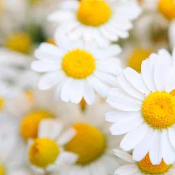 Marc Jacobs-inspireret duftolie (Daisy), koncentreret, feminin