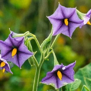 Belladonna duftolie (deadly nightshade), koncentreret