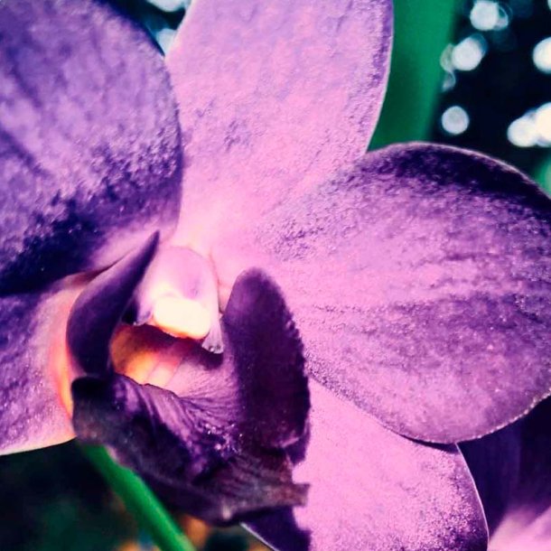 Dyb viol moskus duftolie (deep violet musk), koncentreret