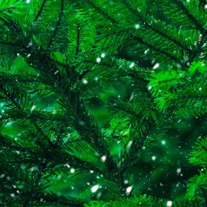 Grantr� duftolie (fir tree), koncentreret