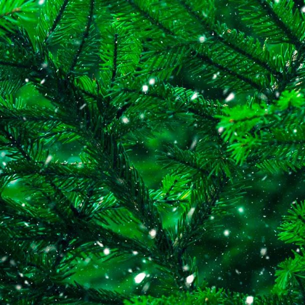 Grantr� duftolie (fir tree), koncentreret