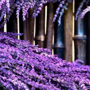 Chanel-inspireret duftolie (Freedom), koncentreret, maskulin