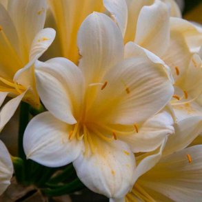 Fresia duftolie (freesia), koncentreret