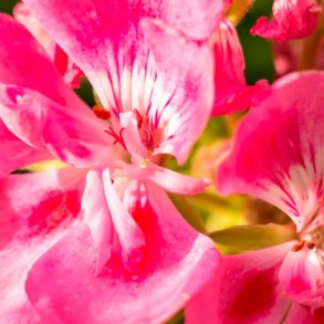 Geranium duftolie, koncentreret