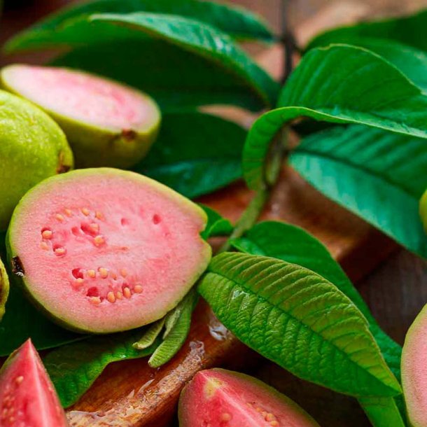 Guava duftolie (guava lava), koncentreret