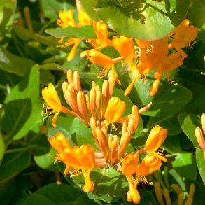 Kaprifolie duftolie (honeysuckle), koncentreret