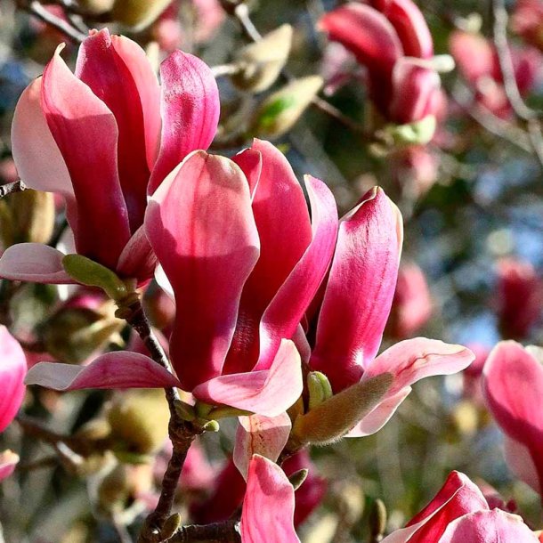 Japansk magnolia duftolie (japanese magnolia), koncentreret