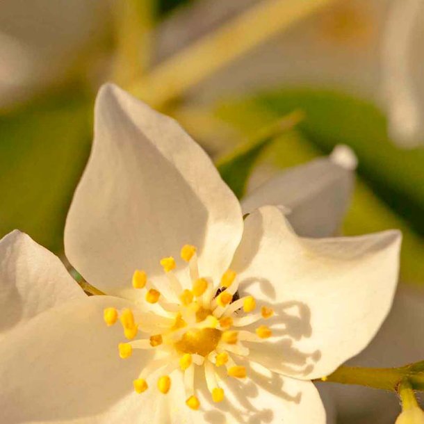 Jasmin duftolie (jasmine), koncentreret