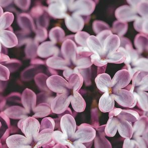 Syren duftolie (lilac), koncentreret