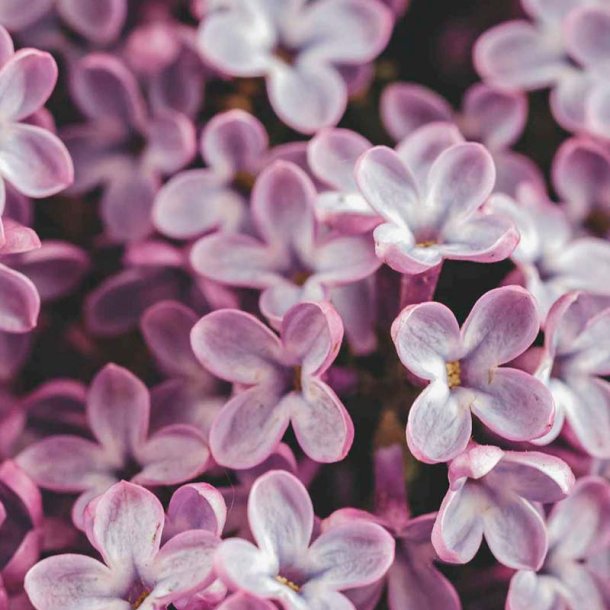 Syren duftolie (lilac), koncentreret