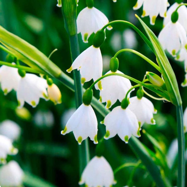 Liljekonval duftolie (lily of the valley), koncentreret