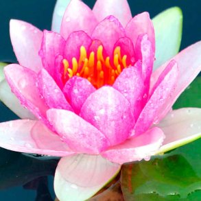 Lotus blomst duftolie (lotus flower), koncentreret