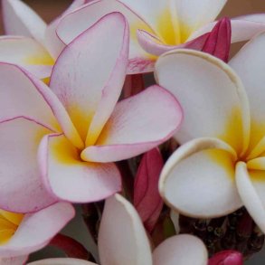 Nag Champa duftolie, koncentreret