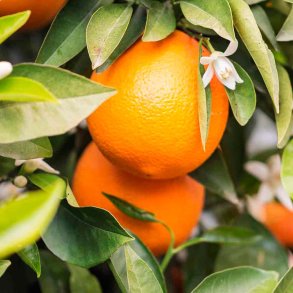 Appelsin-blomst duftolie (orange blossom), koncentreret