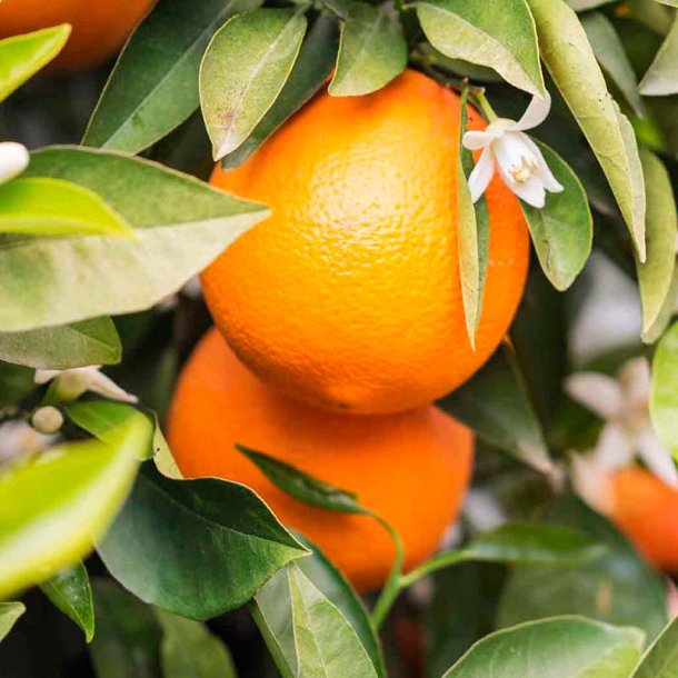 Appelsin-blomst duftolie (orange blossom), koncentreret