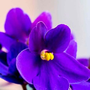 Sensuel viol duftolie (passion violet), koncentreret