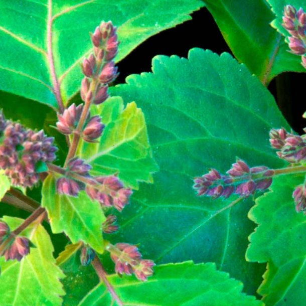 Patchouli duftolie, koncentreret