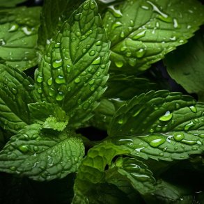 Pebermynte duftolie (peppermint), koncentreret