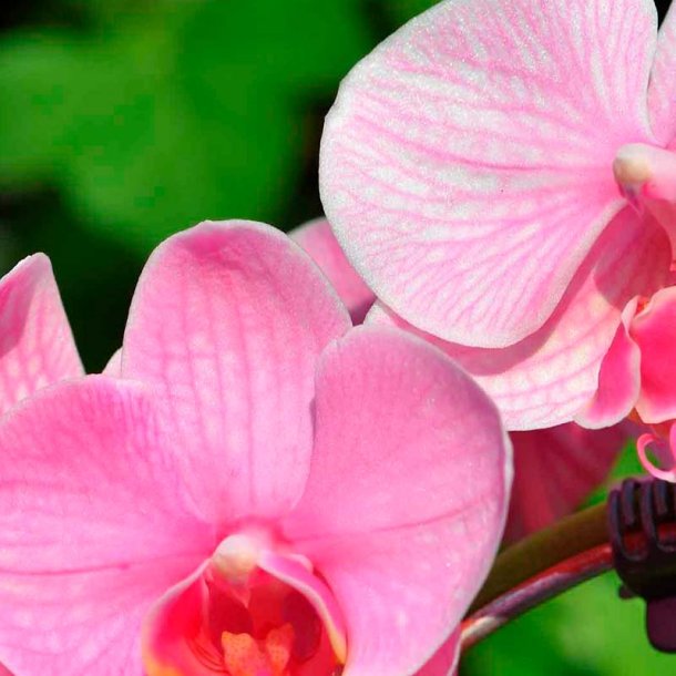Pink orkid� duftolie (pink orchid), koncentreret