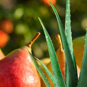 Frisk p�re duftolie (prickly pear), koncentreret