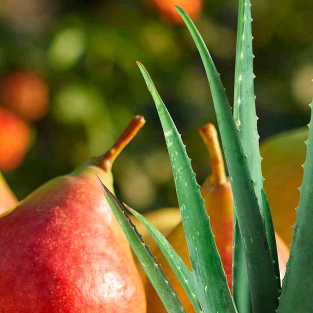 Frisk p�re duftolie (prickly pear), koncentreret