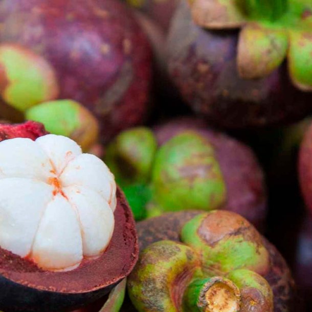 Mangostan duftolie (purple mangosteen), koncentreret