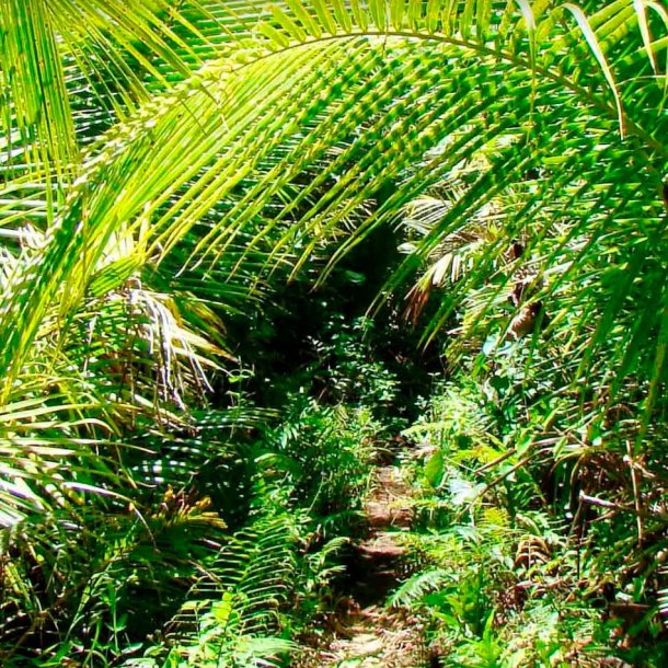 Dior-inspireret duftolie (Radical), koncentreret, maskulin