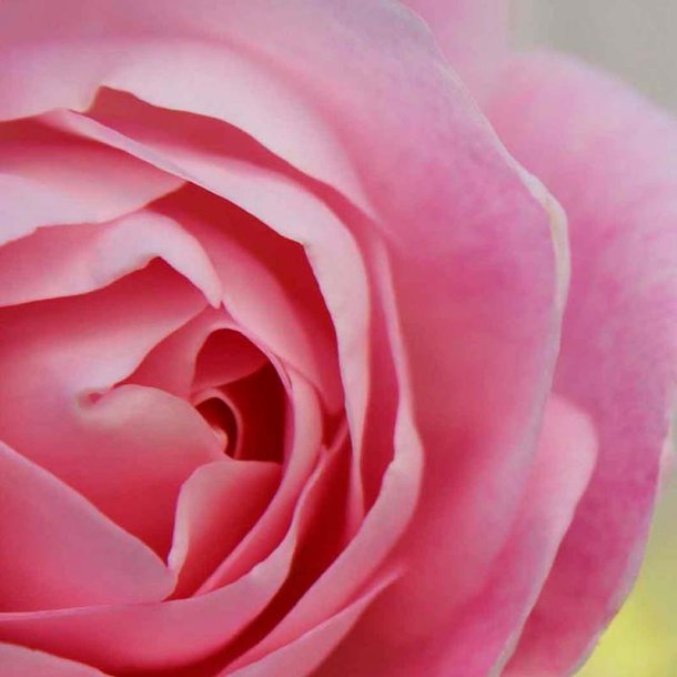 Rose Blush duftolie, koncentreret