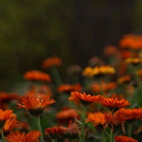 Gucci-inspireret duftolie (Sinful), koncentreret, maskulin