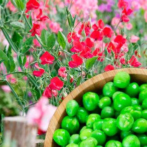 S�de �rter duftolie (sweet pea), koncentreret