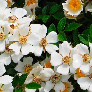 Hvid moskus duftolie (white musk), koncentreret