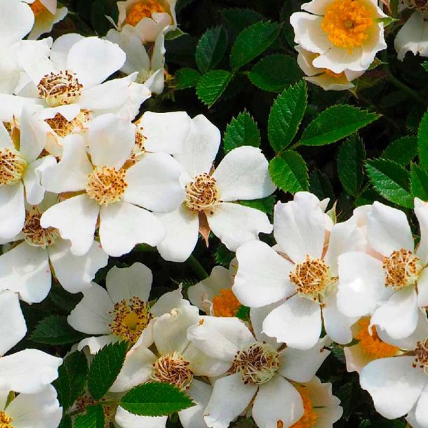 Hvid moskus duftolie (white musk), koncentreret