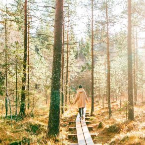 Skov-vandring duftolie (woodland walk), koncentreret