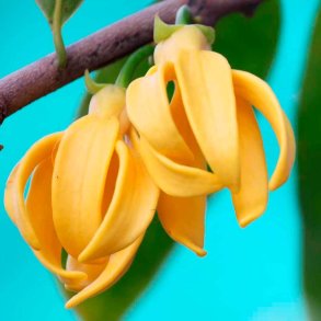 Ylang-ylang duftolie, koncentreret