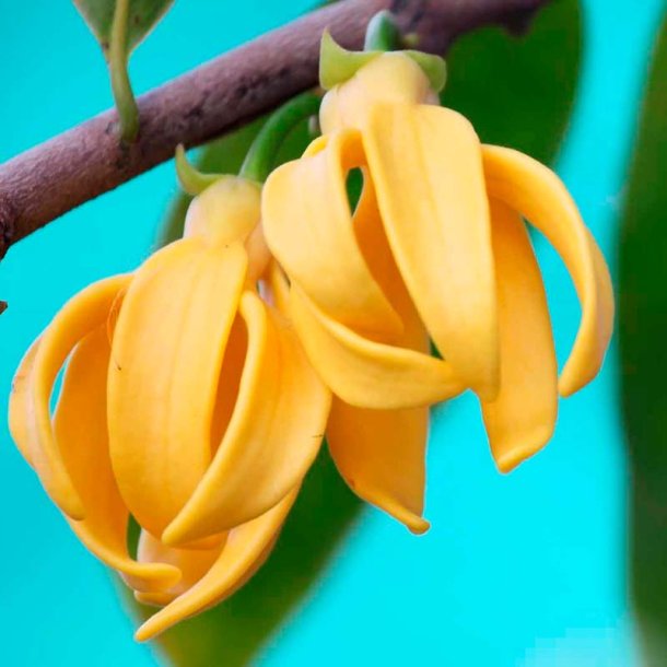 Ylang-ylang duftolie, koncentreret