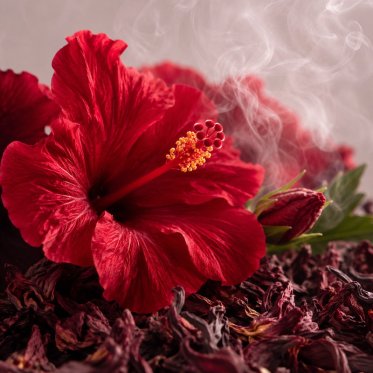 Hibiscus