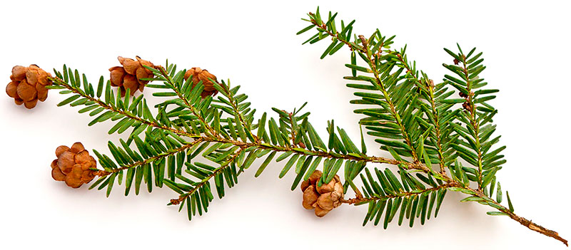 Gran æterisk Olie Spruce 10ml Alle æteriske Olier Renolie