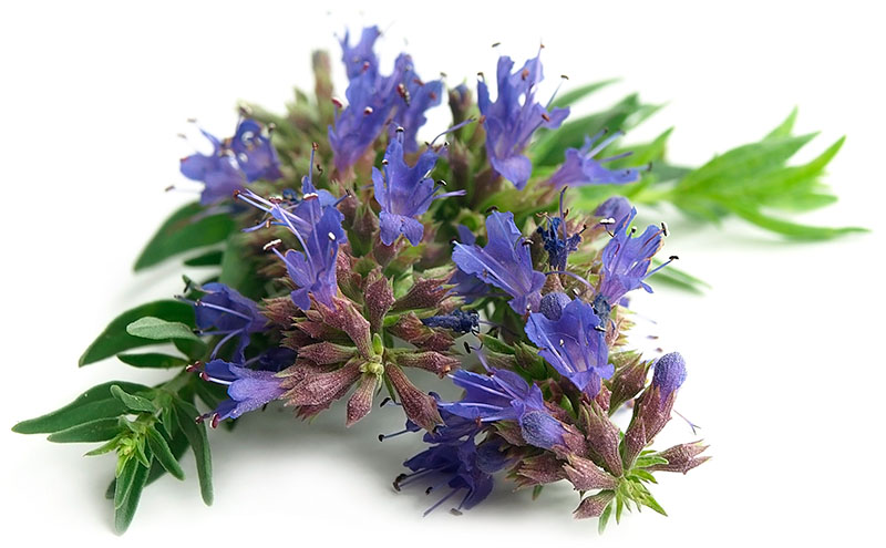 Hyssop-blomster til æterisk hyssop-olie