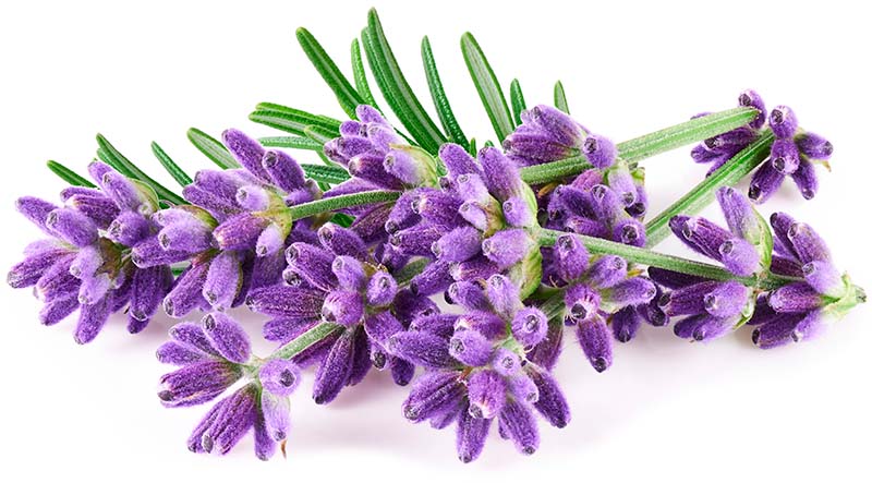 Lavendel-blomster til terisk lavendelolie